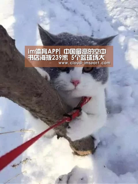 im体育网址